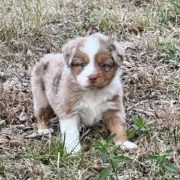 Leila - Red merle female Miniature Australian Shepherd puppy in Hempstead, Texas from Young Gun Aussies