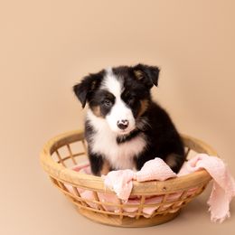 Australian Shepherd Puppies from Morton’s Farm