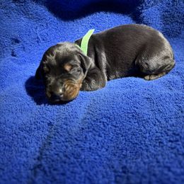 Truman - Black and rust male Doberman Pinscher puppy in Boyd, Texas from Team Feem Breeders