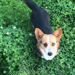 Bella - Pembroke Welsh Corgi
