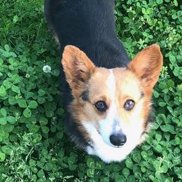 Bella - Pembroke Welsh Corgi