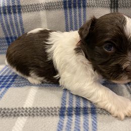 Havanese Puppies from Happy Tail Companions
