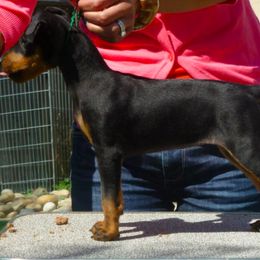 Manchester Terrier Puppies from Levendi