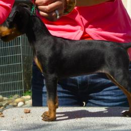 Manchester Terrier Puppies from Levendi