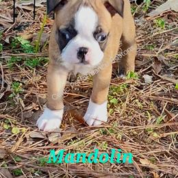 Girl 1 - Red female Boston Terrier puppy in Griffin, Georgia from Celtic Kennel Bostons