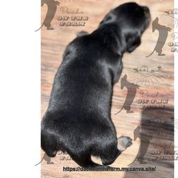 Dachshund Puppies from Dachs on the Farm