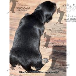 Dachshund Puppies from Dachs on the Farm