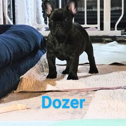 French Bulldog Puppies from Pelis French Bulldogs