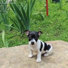 Boy 2 - Black and white male Teddy Roosevelt Terrier puppy in Knightstown, Indiana from Boles Family Farm