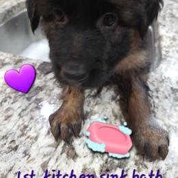 German Shepherd Puppies from Vom Feuer Shepherds