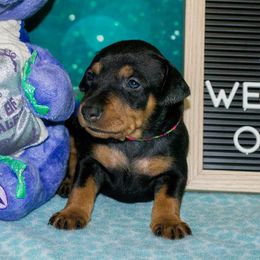 Rainbow Collar Girl - Black female German Pinscher puppy in Topeka, Kansas from Rhapsody German Pinschers