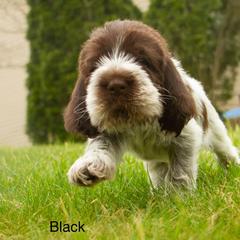 Boy 3 - Spinone Italiano puppy in Cecil County, Maryland from Turkey Point Spinone Pups