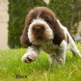 Boy 3 - Spinone Italiano puppy in Cecil County, Maryland from Turkey Point Spinone Pups