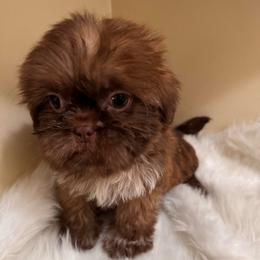 Choco - Chocolate male Shih Tzu puppy in Azusa, California from RJ Shih Tzu lover