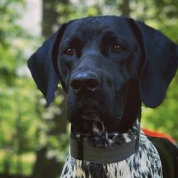 German Shorthaired Pointers from Shallow Water Gundogs