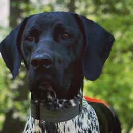 German Shorthaired Pointers from Shallow Water Gundogs