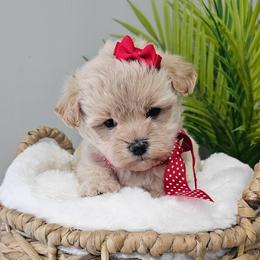 Layla - Cream female Maltipoo puppy in Utica, Ohio from Poodle Me Crazy