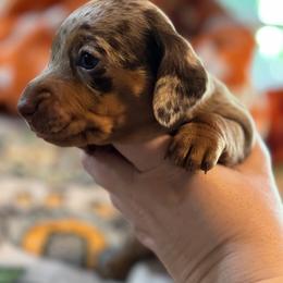 Scout - Dapple female Dachshund puppy in Staley, North Carolina from Langley Farms Dachshunds