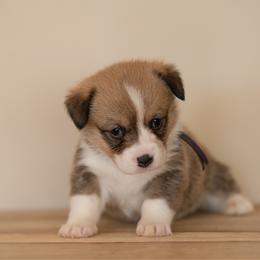 Purple collar- Madeline - Sable female Pembroke Welsh Corgi puppy in Waverly Hall, Georgia from 6g Ranch Corgis