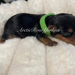 Green boy - Blue and gold male Yorkshire Terrier puppy in Alaska from Arctic Rose Yorkies