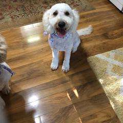 Ellie May - Goldendoodle