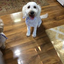 Ellie May - Goldendoodle