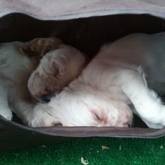 English Setter Puppies from Finlauson's Pet Care Center and Granite State Service Dogs