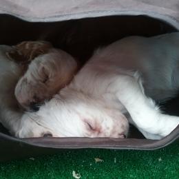 English Setter Puppies from Finlauson's Pet Care Center and Granite State Service Dogs