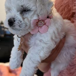 Nika - White female Bichon Frise puppy in Glen Allen, Virginia from Amori's Royal Bichons