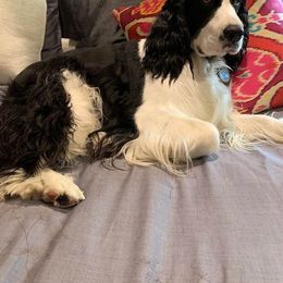 English Springer Spaniel All Grown Up from RedDoor English Springer Spaniels