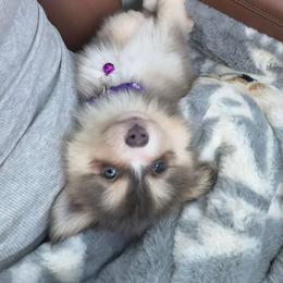 Dutton - Pomsky