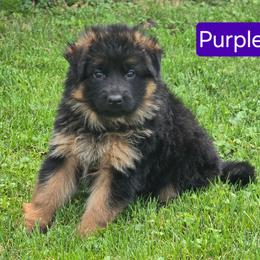 Girl 2 - Black and red female German Shepherd puppy in Sumner, Iowa from Vom Wilke Kennels