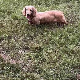 Dachshund Puppies from Camacho_Dachshunds