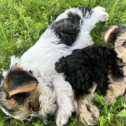 Yorkshire Terriers from Elizardo Yorkies