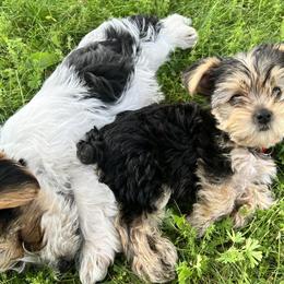 Yorkshire Terriers from Elizardo Yorkies
