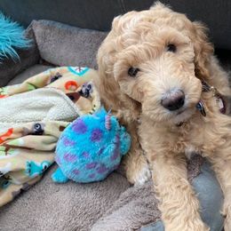 Goldendoodle Puppies from Penny Doodles