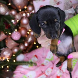 Girl 1 - Black and tan female Dachshund puppy in Swansea, South Carolina from Miniature Dachshunds of Happy Town