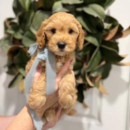 Yukon - Red  male Goldendoodle puppy in Mesa, Arizona from Twinkle MiniDoodles