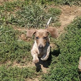 Hannibal - Dachshund