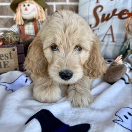 Joshua - Cream male Goldendoodle puppy in Caddo Mills, Texas from Fire Wife Doodles