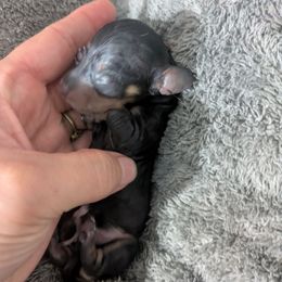 4 black and cream - Black and cream male Dachshund puppy in Central Point, Oregon from MRS Long Dog Ranch
