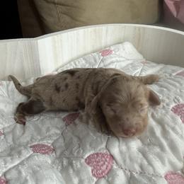 Daisy - Dapple female Dachshund puppy in Menifee, California from The Weenie Hut Doxies