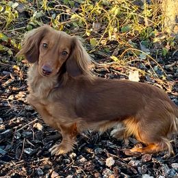 Stella - Dachshund