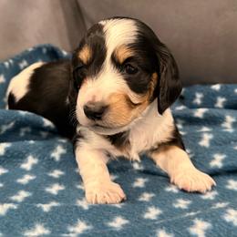 Betsy - Piebald female Dachshund puppy in Troup, Texas from Darling Doxies