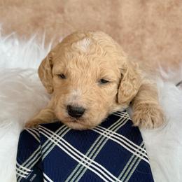 Benny - Cream male Poodle puppy in Detroit Lakes, Minnesota from Pickerel Pups