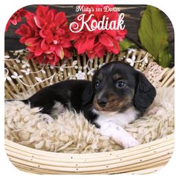 KODIAK - AKC Registered - Black and tan male Dachshund puppy in Graceville, Florida from Misty's 101 Doxies