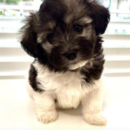 Havanese Puppies from Happytailspuppies