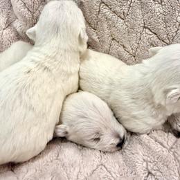 Boy 3 - White male West Highland White Terrier puppy in Boaz, Alabama from Creekside Westies