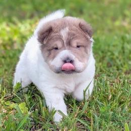 Duloxetine - Blue sable male Chinese Shar-Pei puppy in Clarksville, Tennessee from Wrinkle Bum Shar-Pei