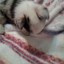 Domino - White and black female Pembroke Welsh Corgi puppy in Gaffney, South Carolina from Battlefield Kennels